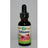 Ехинацея