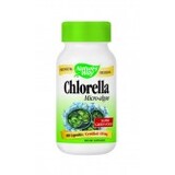 Хлорела (микроводорасли)